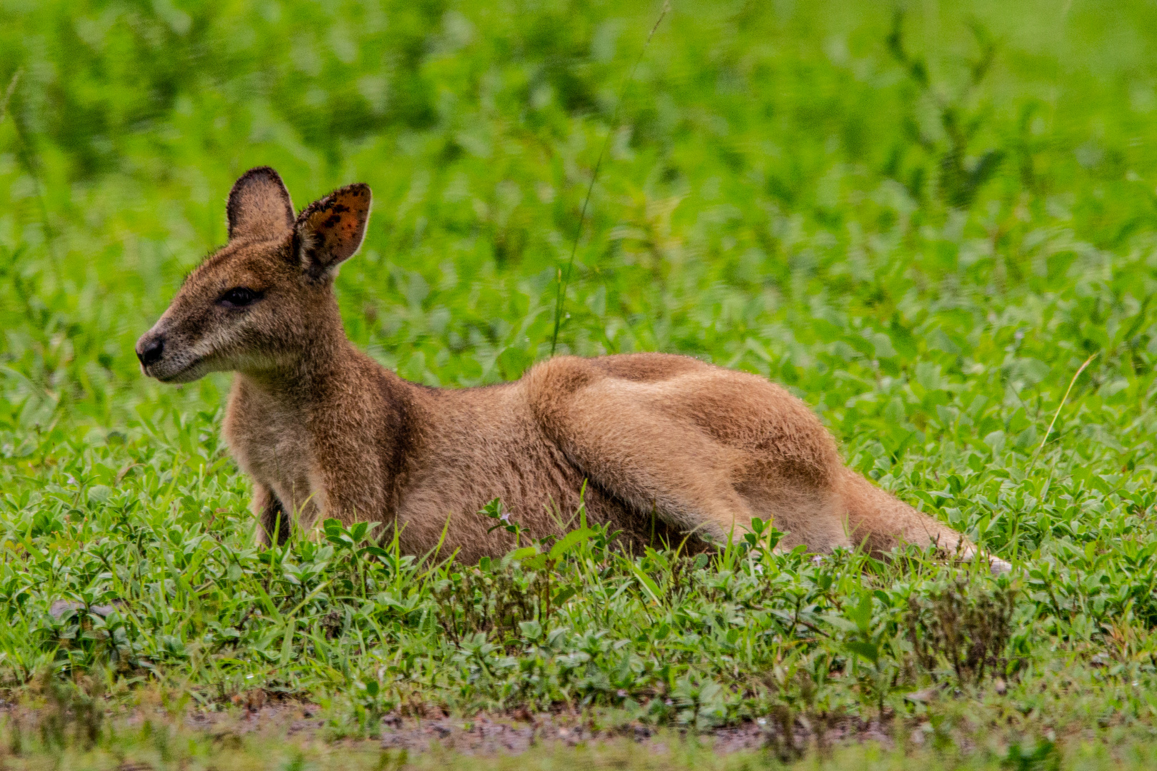 Wallaby