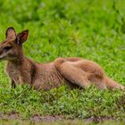 Wallaby