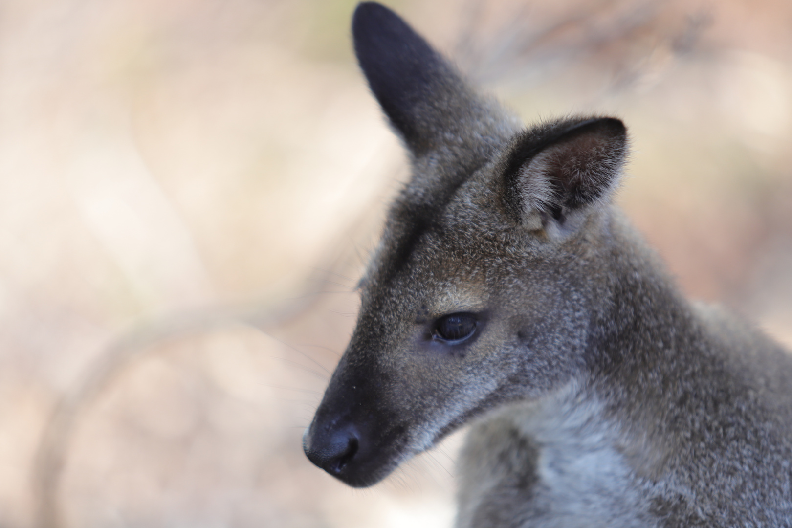 Wallaby 2