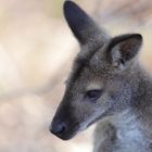 Wallaby 2