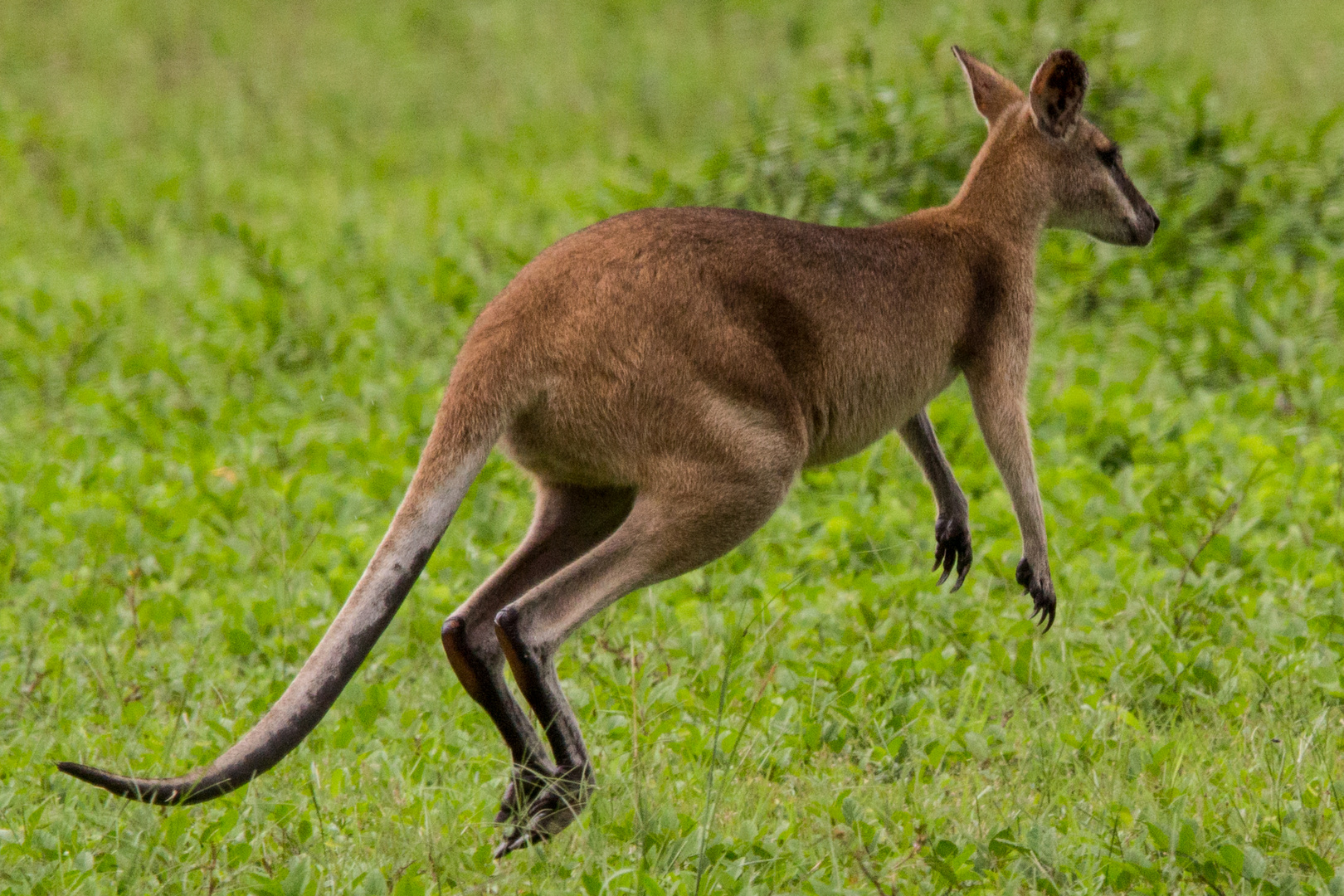 Wallaby