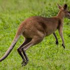 Wallaby