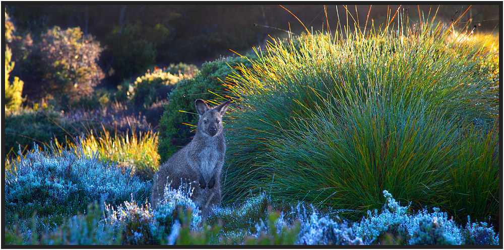 Wallaby