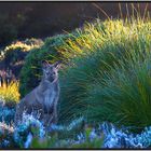 Wallaby