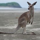 Wallaby