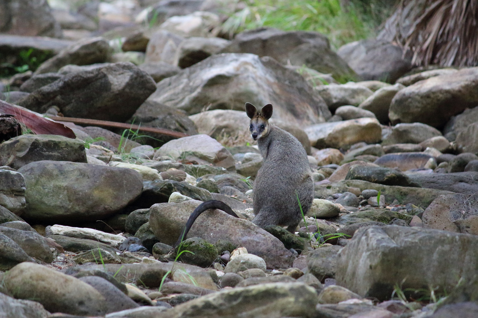 Wallaby