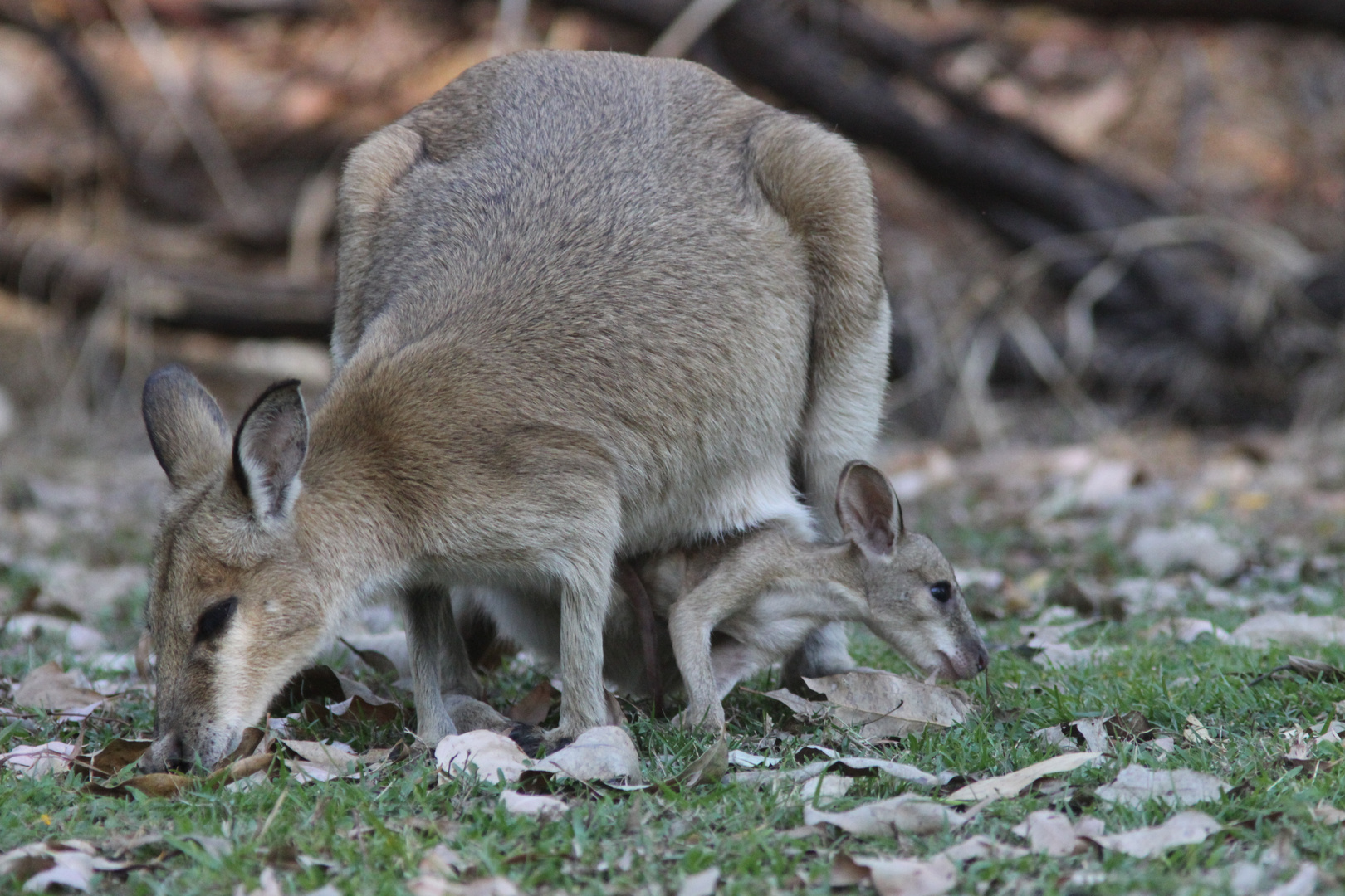 WALLABY