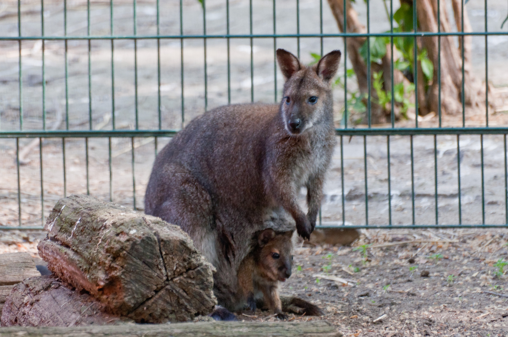 Wallaby