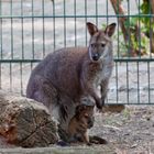 Wallaby