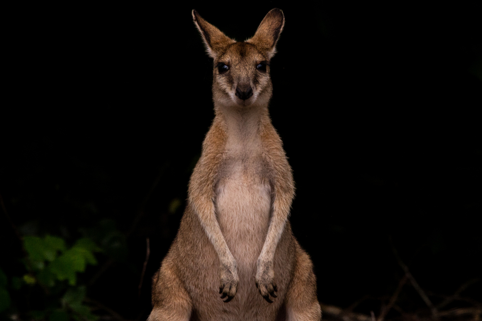 Wallaby