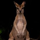 Wallaby