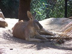 Wallaby