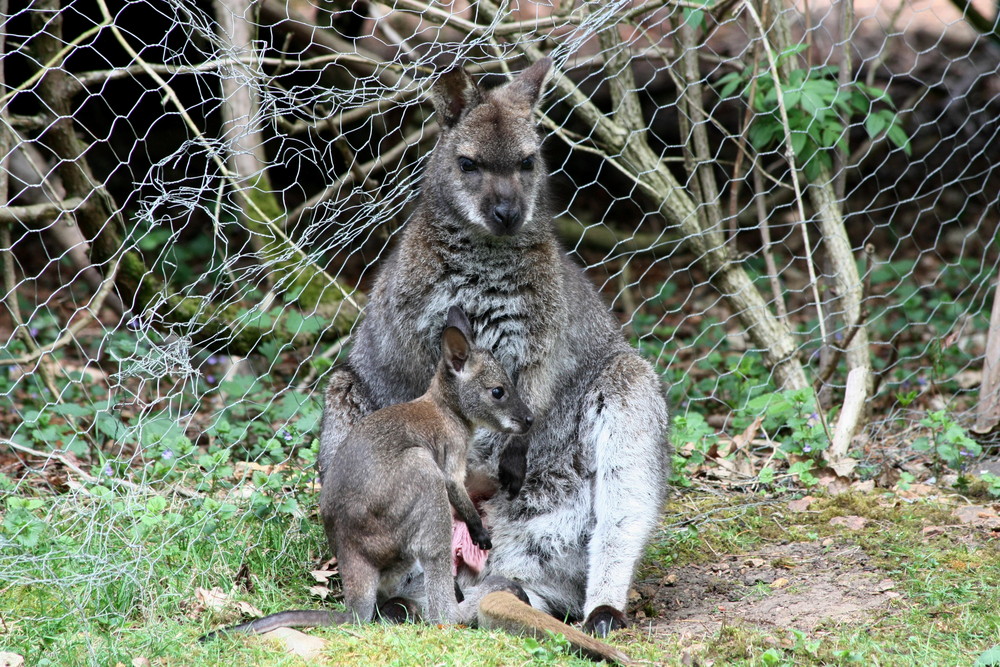 Wallaby