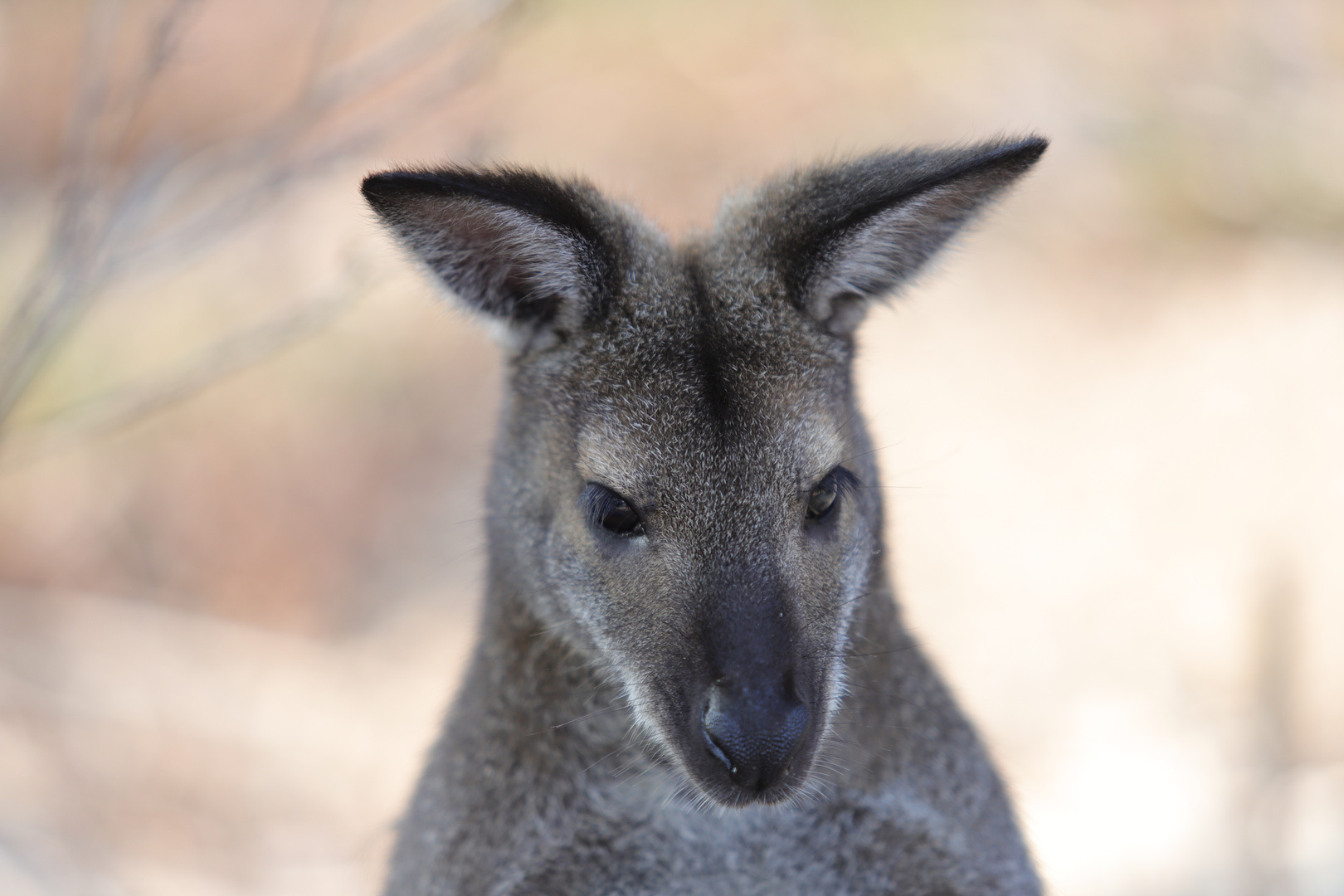 wallaby