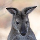 wallaby