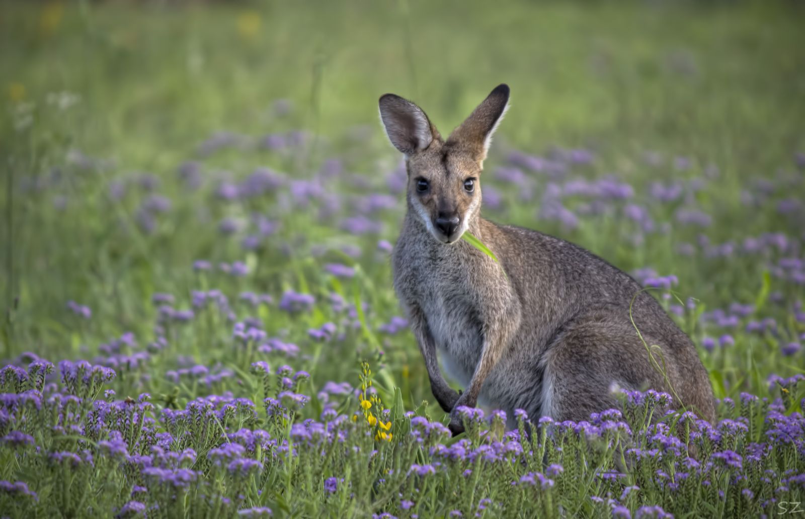 Wallaby