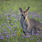 Wallaby