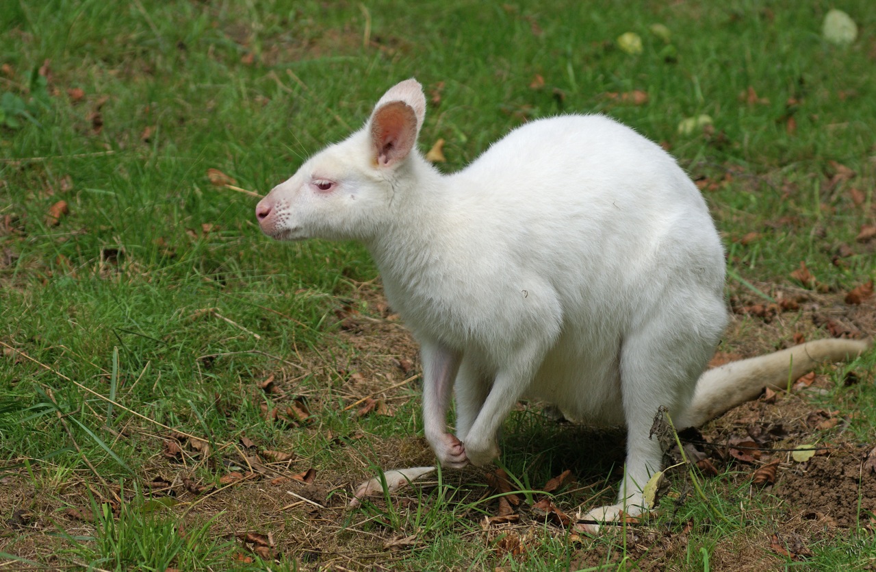 Wallaby Albinos