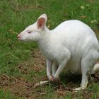 Wallaby Albinos