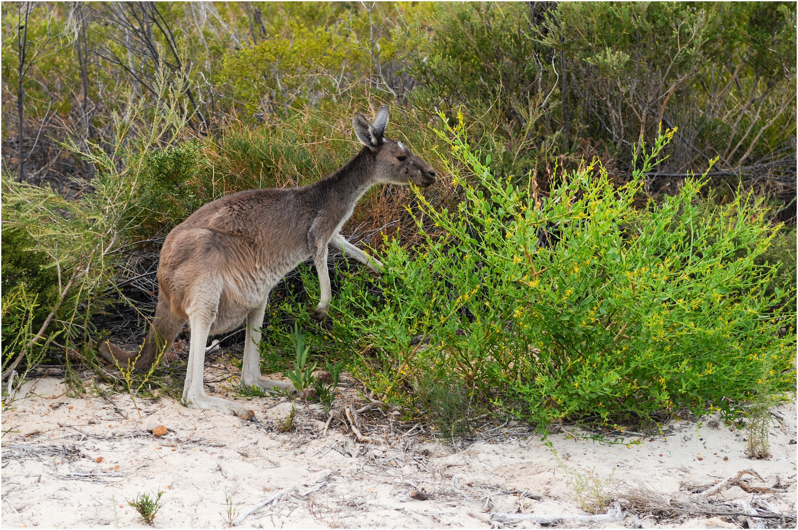 Wallaby am Straßenrand