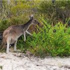 Wallaby am Straßenrand