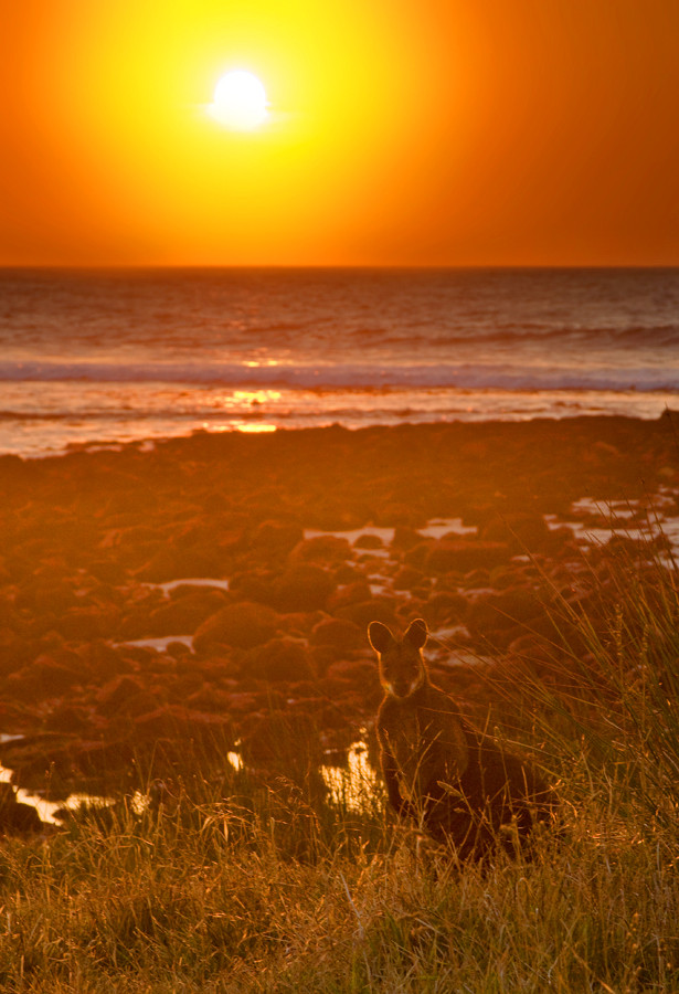 Wallaby at sunrise