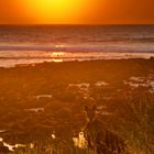 Wallaby at sunrise