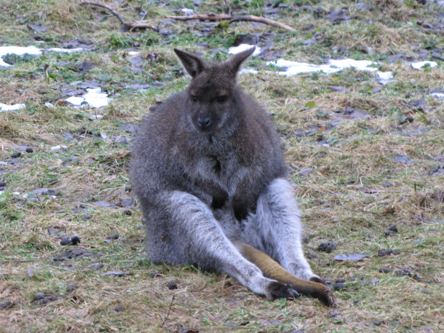 Wallaby