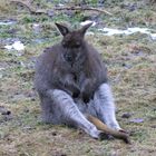 Wallaby