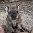 Wallaby