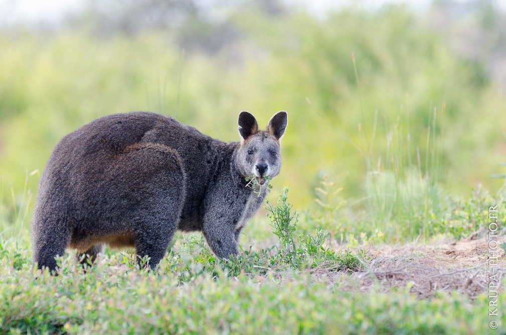 Wallaby bicolore