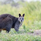 Wallaby bicolore