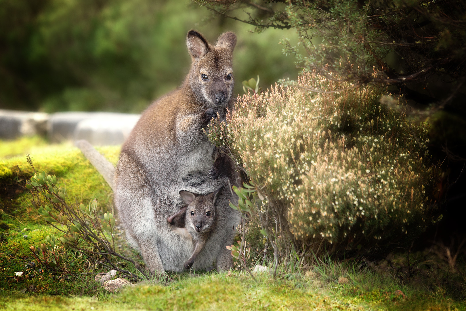 .Wallaby.