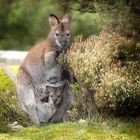 .Wallaby.