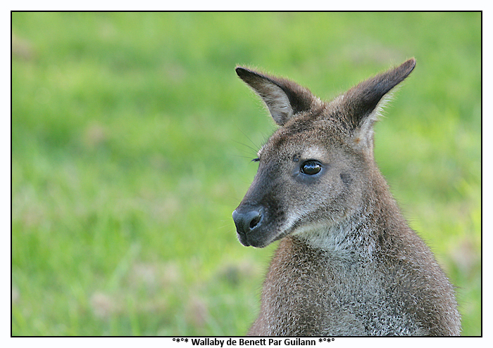 Wallaby de Benett