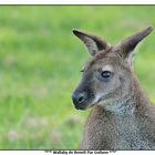 Wallaby de Benett