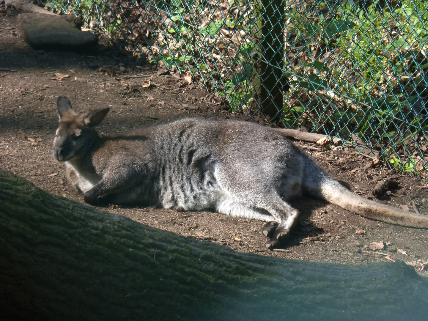 Wallaby de Bennett