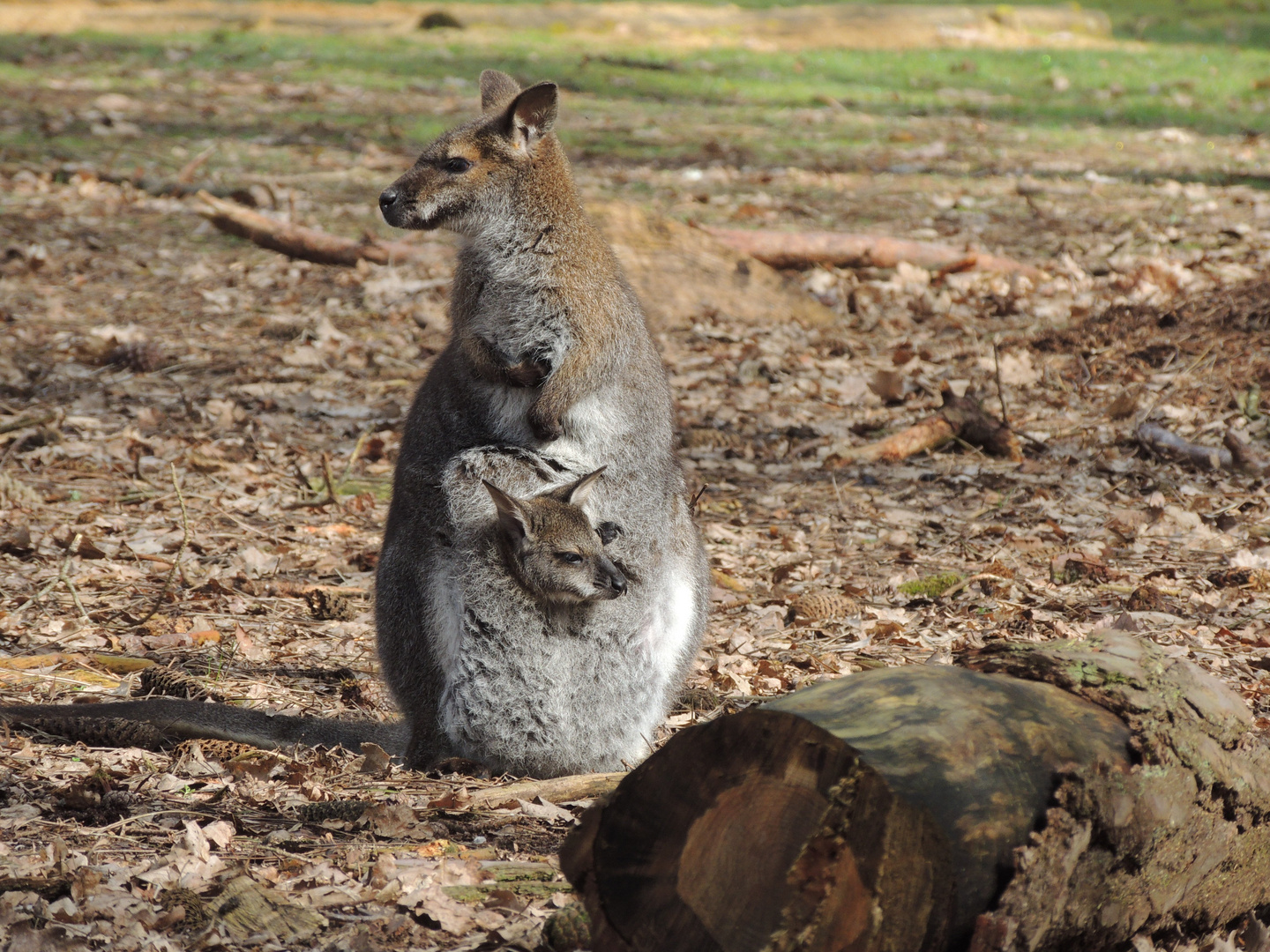 Wallaby de Bennett