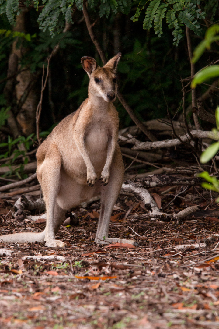 Wallaby, East Point Reserve, Darwin, Northern Territory, Australia.