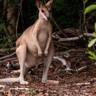 Wallaby, East Point Reserve, Darwin, Northern Territory, Australia.