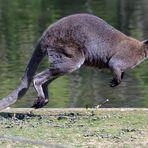 Wallaby en pleine course