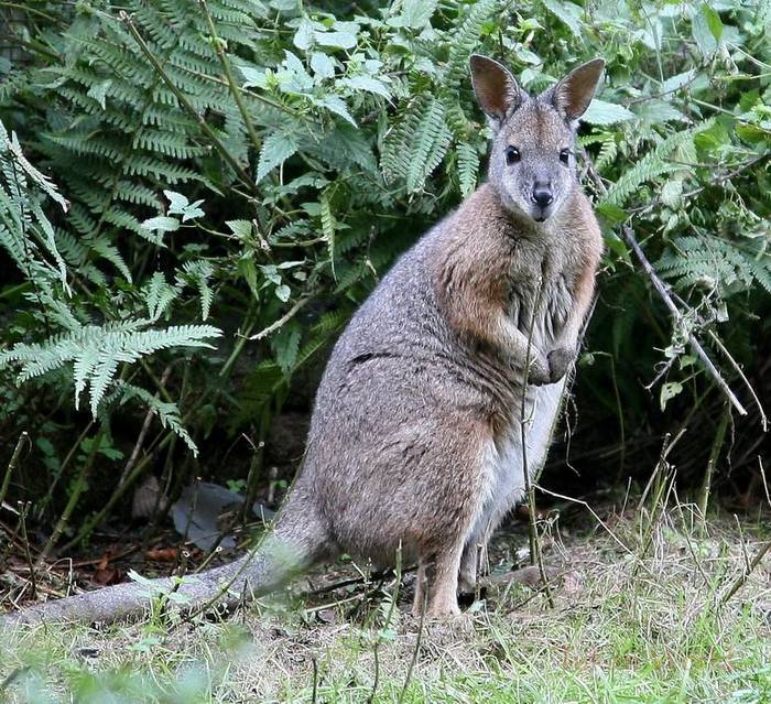 wallaby