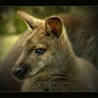 Wallaby