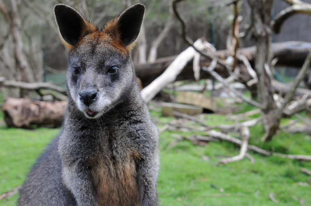 Wallaby