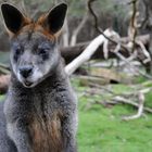 Wallaby