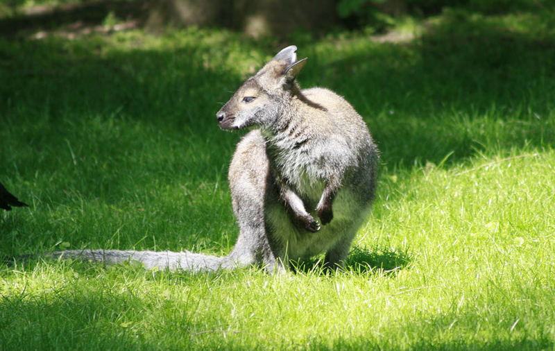 wallaby