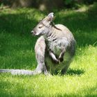 wallaby