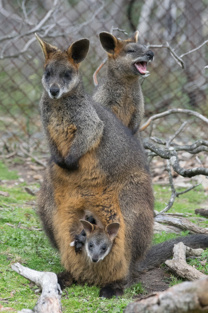 Wallaby Family