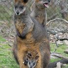 Wallaby Family