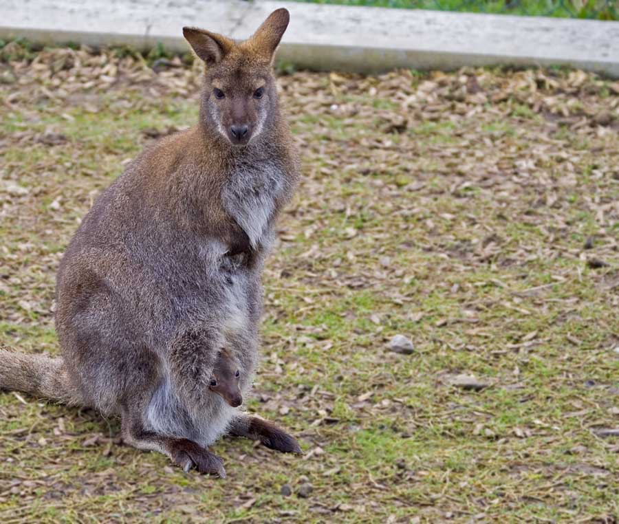 Wallaby hat Nachwuchs